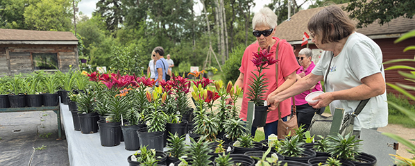 Lilies in Bloom brings colour to summer