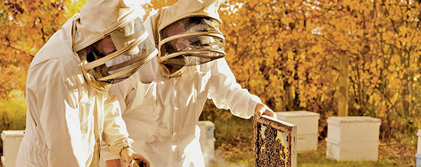 Sask. Beekeepers face swarm of uncertainty